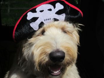 Bert the Pirate Pets. What do I do with my pet while I am out cruising?